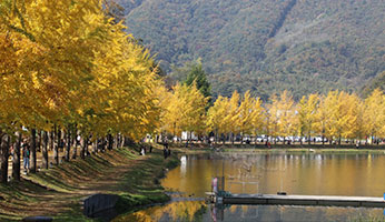 문광저수지 은행나무길 사진