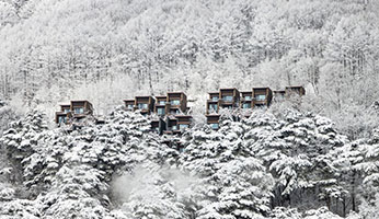 포레스트리솜 사진