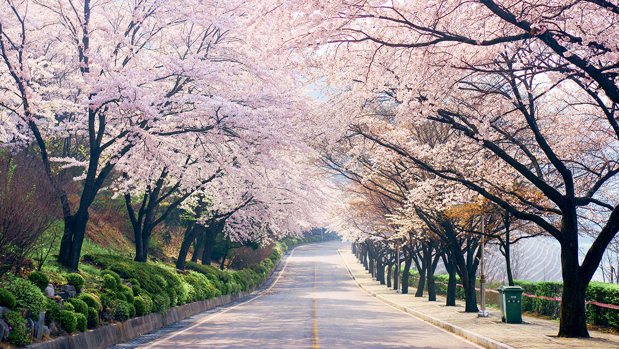 충주호 벚꽃길(충주호 벚꽃축제) 이미지