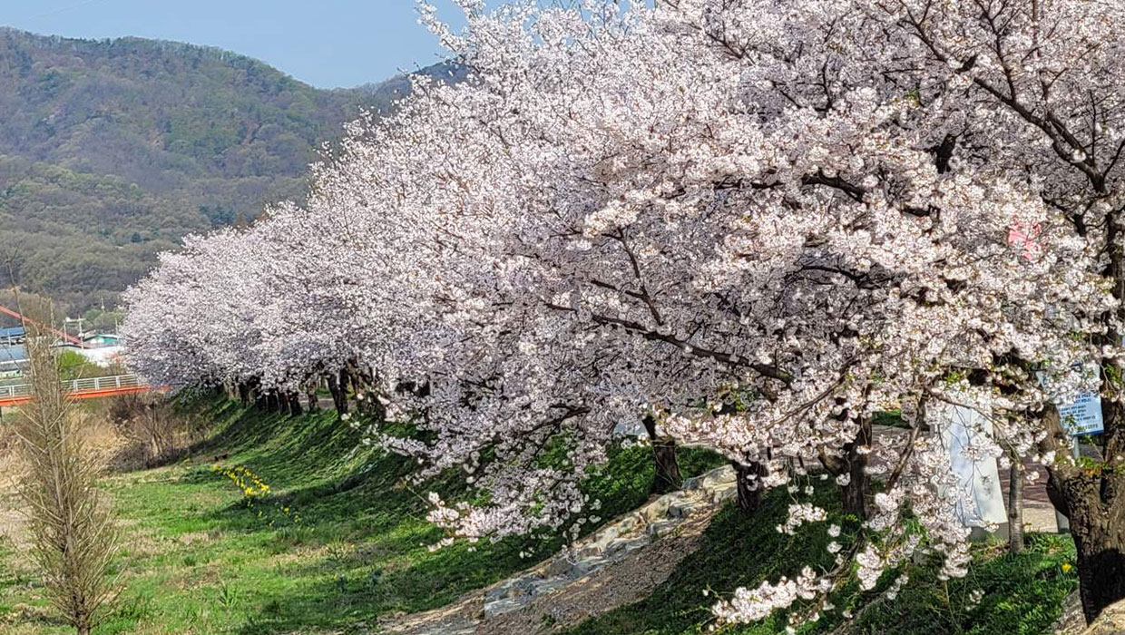 응천십리벚꽃길 이미지