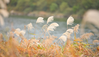 고운골 남한강 갈대숲 사진
