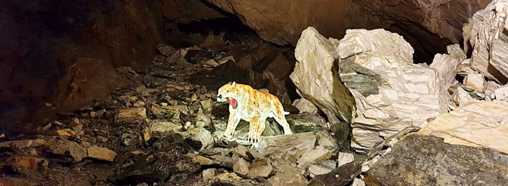 활옥동굴 내부 호랑이 사진