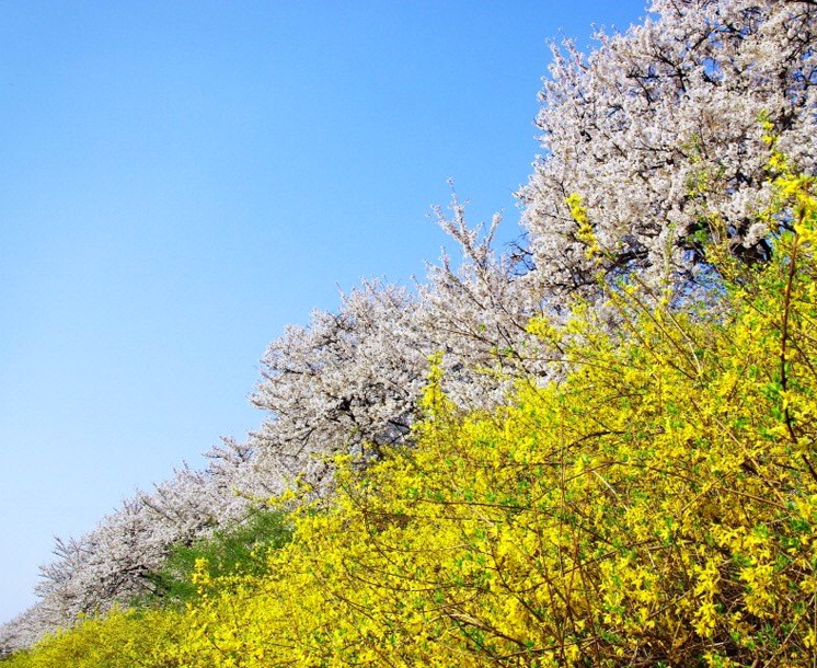 무심천 벚꽃사진3