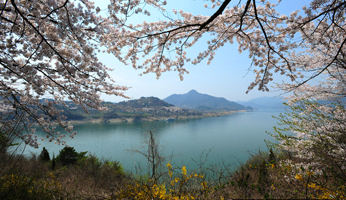 대청호 벚꽃길 사진