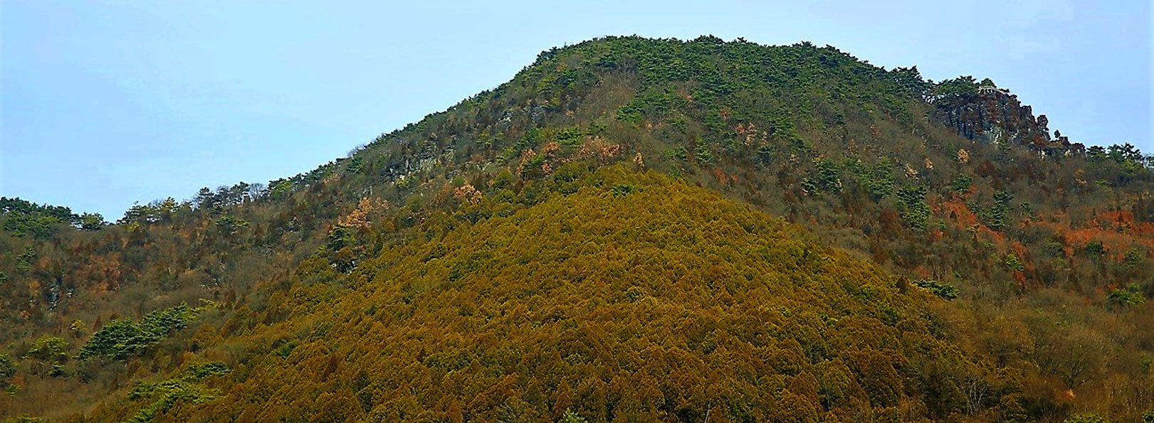 두무산 측백나무숲 사진