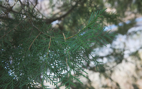 두무산 측백나무숲 사진1