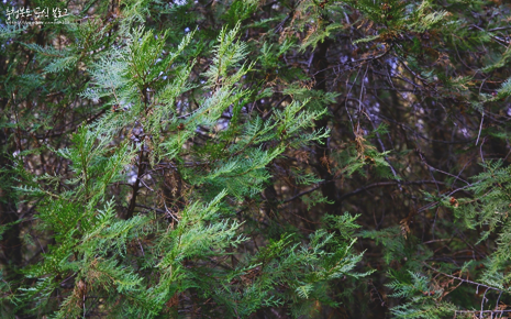 두무산 측백나무숲 사진2