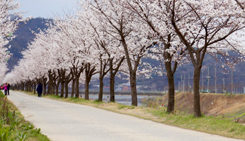 하방마을 벚꽃길 사진