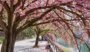 충주댐 벚꽃길 사진