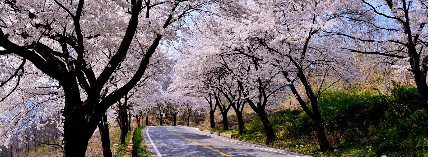 청풍호 벚꽃길 사진