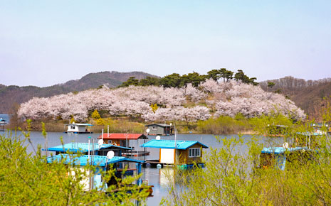 벚꽃섬 이미지2